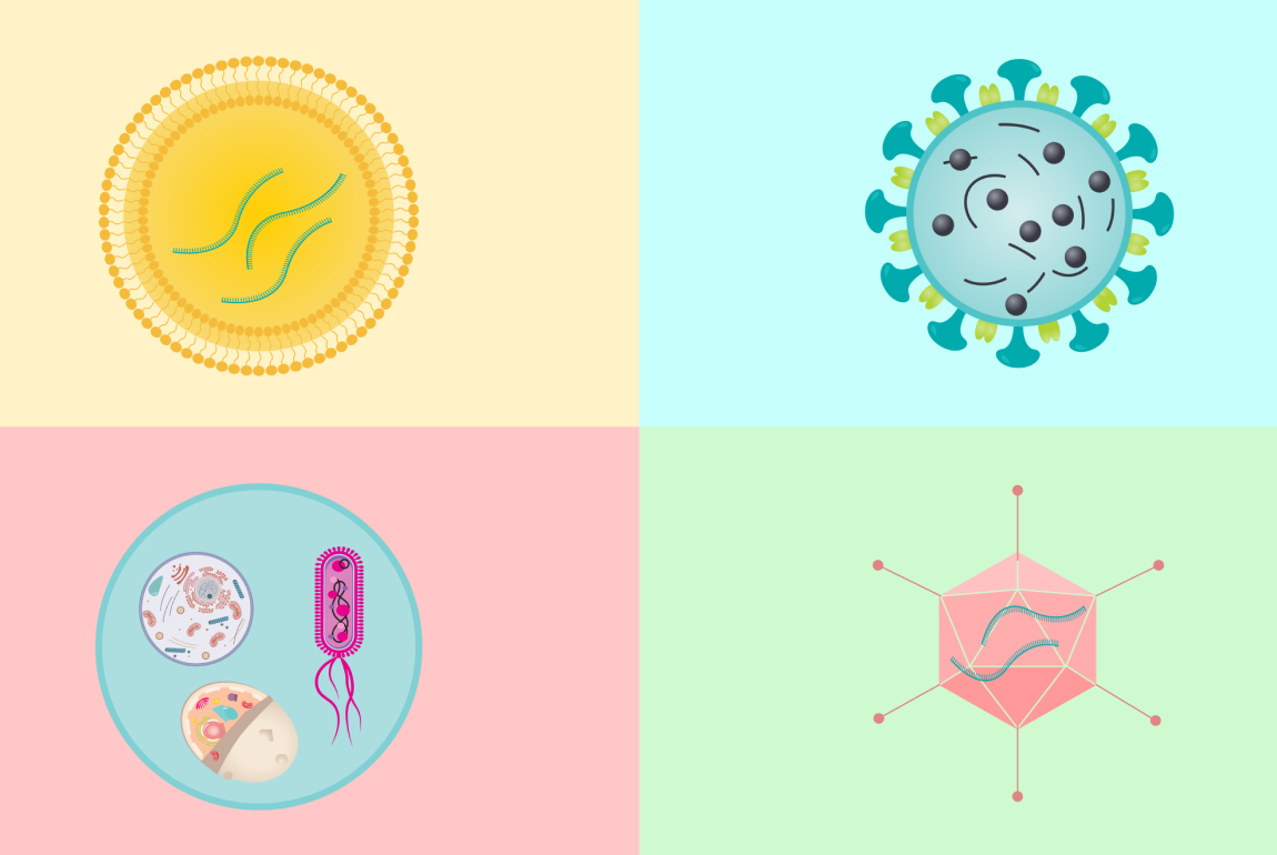 Common Types of Vaccines and How They Help Your Body Fight Disease Image